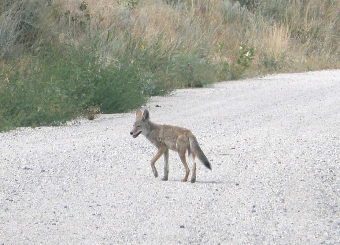 Habitat - On Road<br>(Location of Picture: Omak Lake, Washington, USA, 2016)