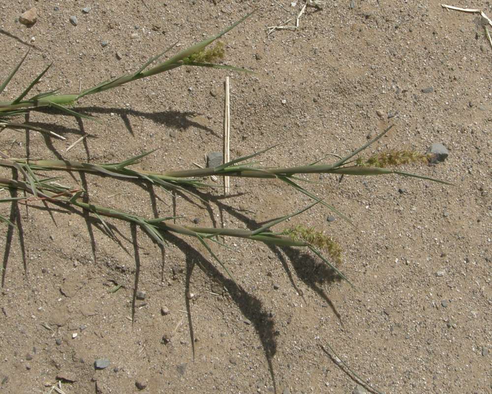 Raceme<br>(Location of Picture: Okanogan, Washington, USA)<br>(Location of Picture: Okanogan, Washington, USA, 2016)