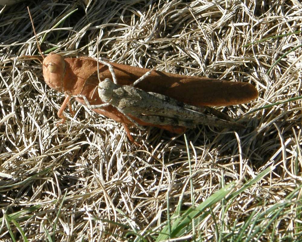 Side View - Pair<br>(Location of Picture: Okanogan, Washington, USA, 2016)