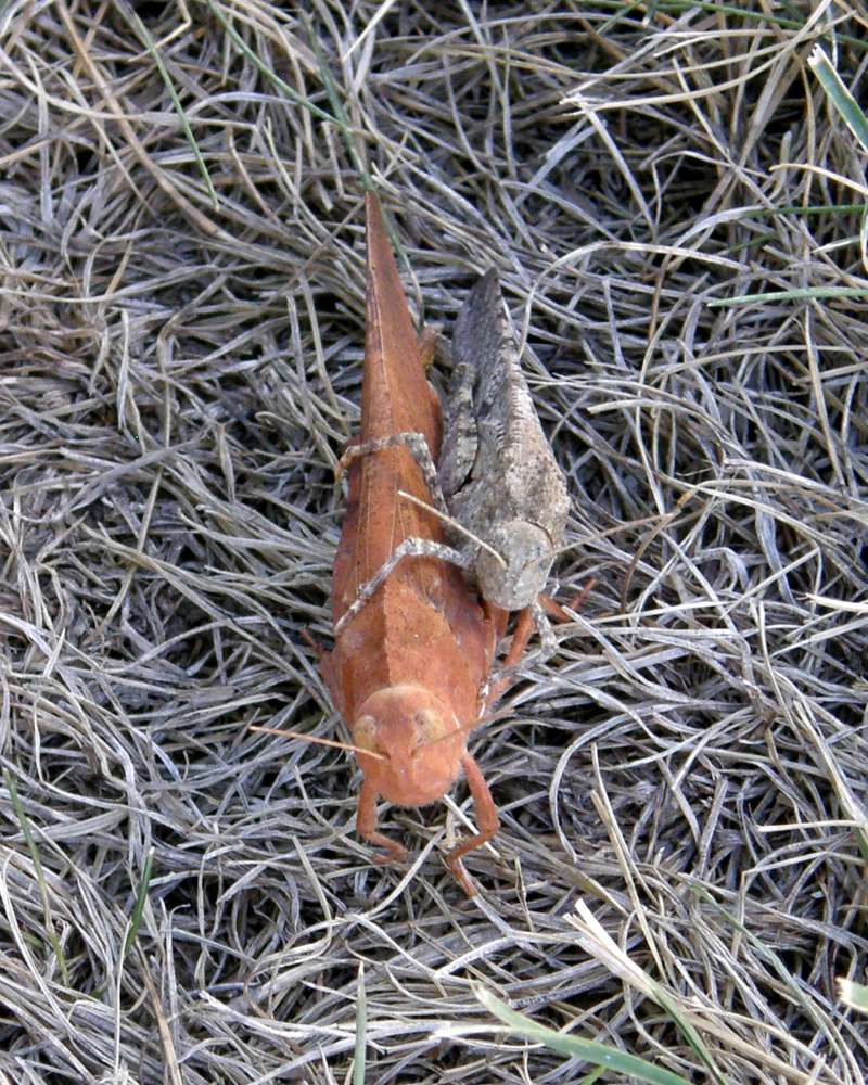 Front View - Pair<br>(Location of Picture: Okanogan, Washington, USA, 2016)