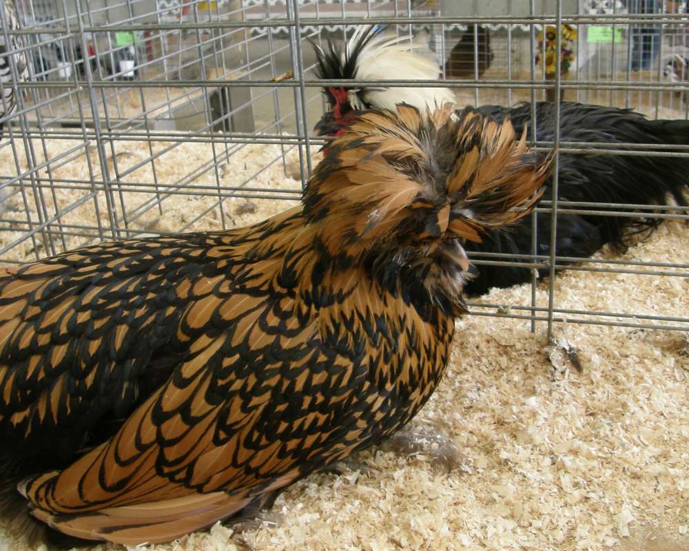 Fair specimen<br>(Location of Picture: Okanogan, Washington, USA, 2016)