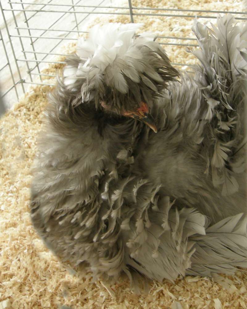 Pale Feathers<br>(Location of Picture: Okanogan Co Fair, Wa., USA, 2016)
