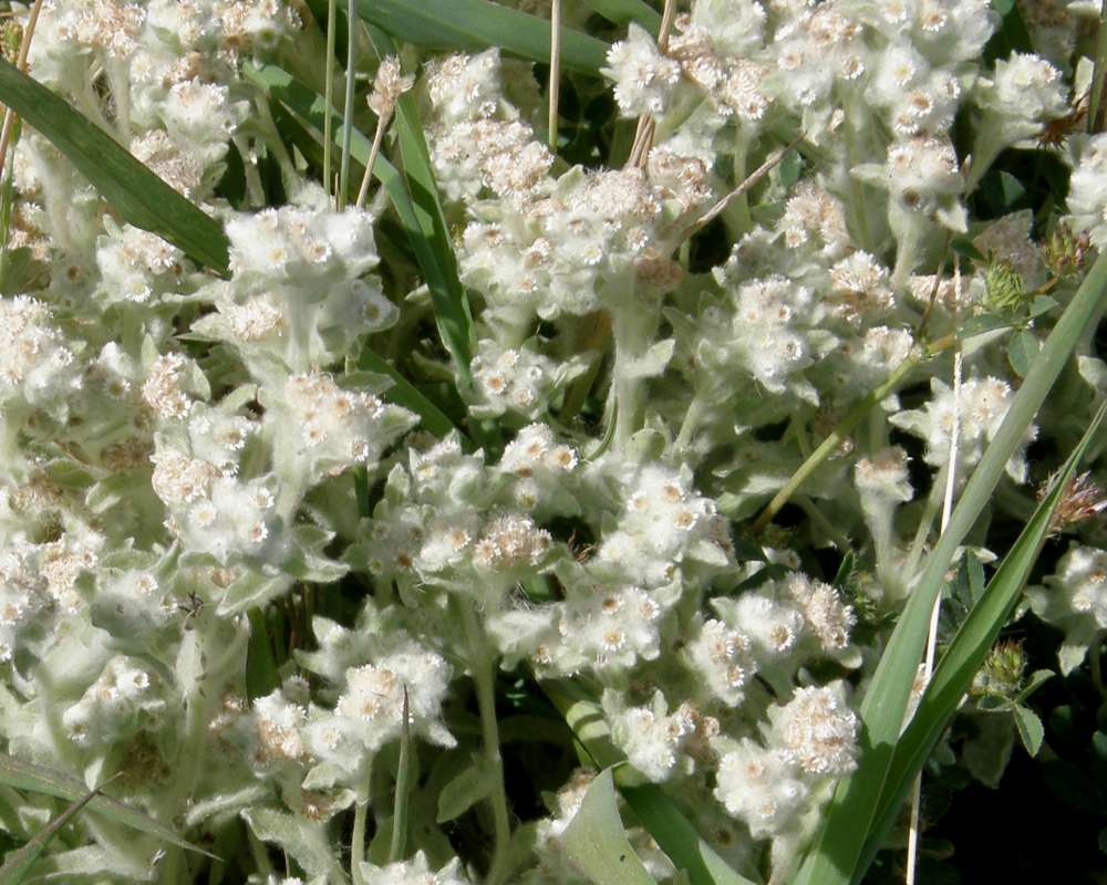 Flowers<br>(Location of Picture: Okanogan, Washington, 2016)