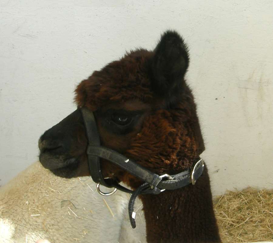Farm Animal - Head View<br>(Location of Picture: Okanogan, Wa., USA, 2016)