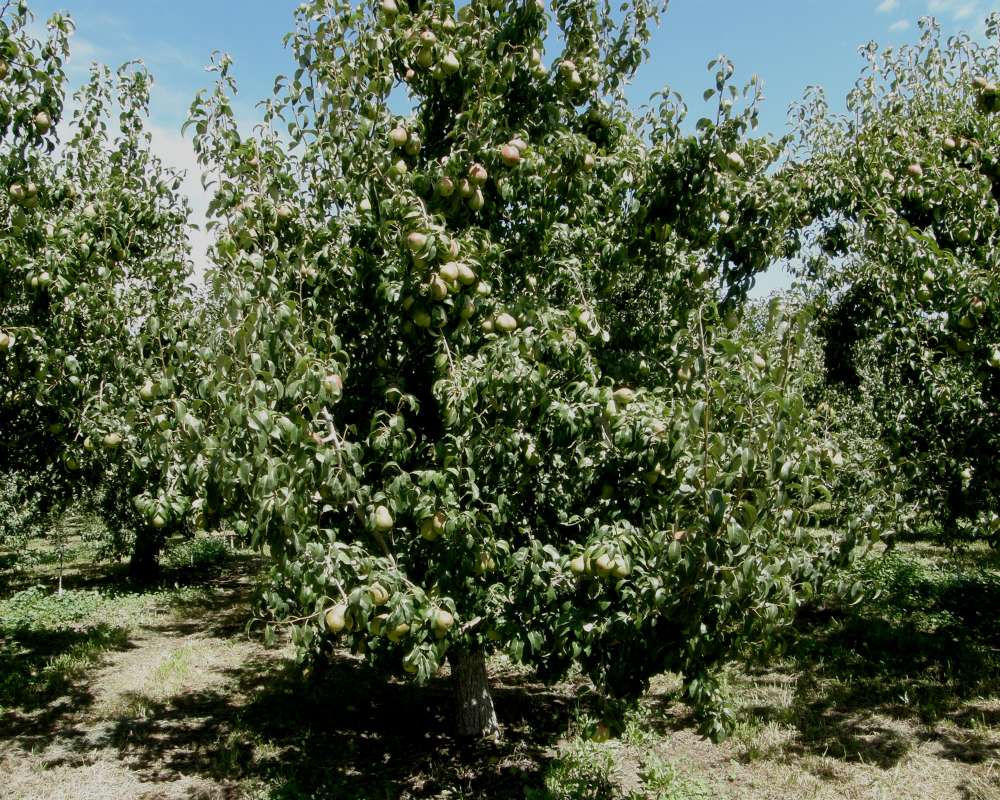Silhouette<br>(Location of Picture: Okanogan, Washington, USA, 2016)