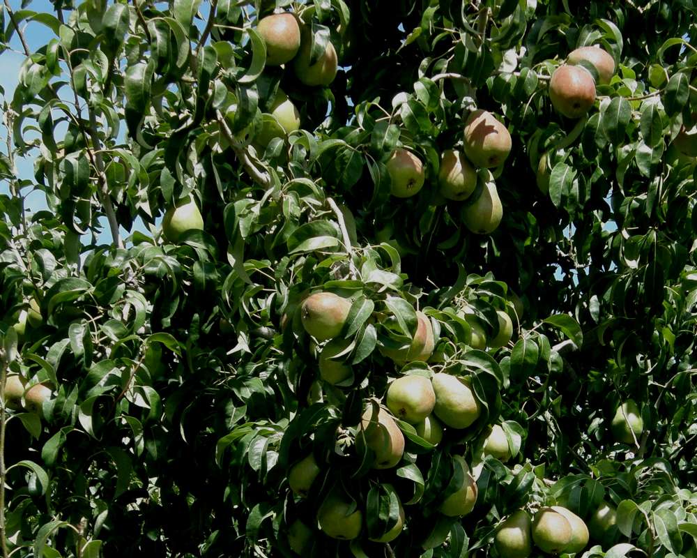 Fruit on Tree<br>(Location of Picture: Okanogan, Washington, USA, 2016)