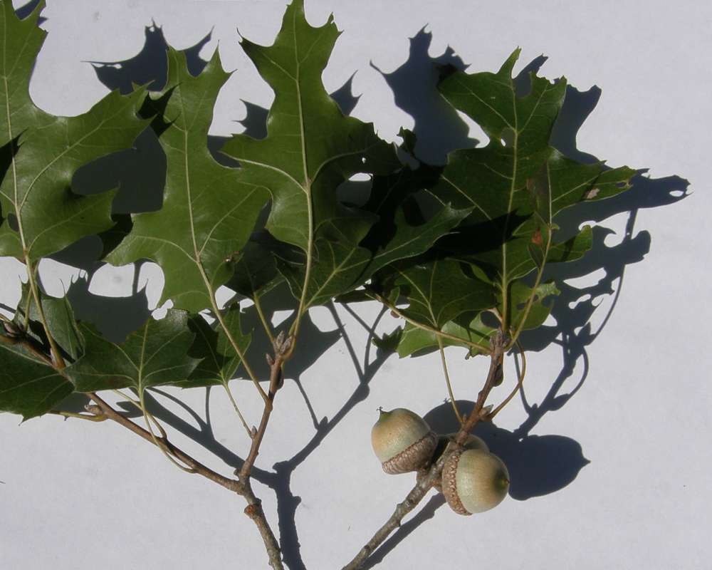 Twig, Lvs,,Acorns - Close View  - White Background<br>(Origin of the Specimen: Dallas, Texas, 2016)