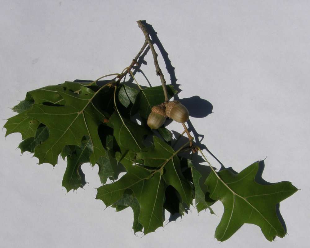 Twig, Leaves, 2 Acorns, White Background<br>(Origin of the Specimen: Dallas, Texas, 2016)