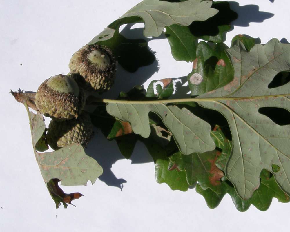 Twig, Leaf Base, , Two Acorns, White Background<br>(Location of Picture: Dallas, Texas, 2016)