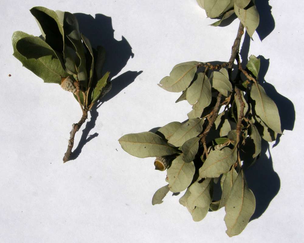 Two Twigs, 2 Acorns, White Background<br>(Location of Picture: Dallas, Texas, 2016)