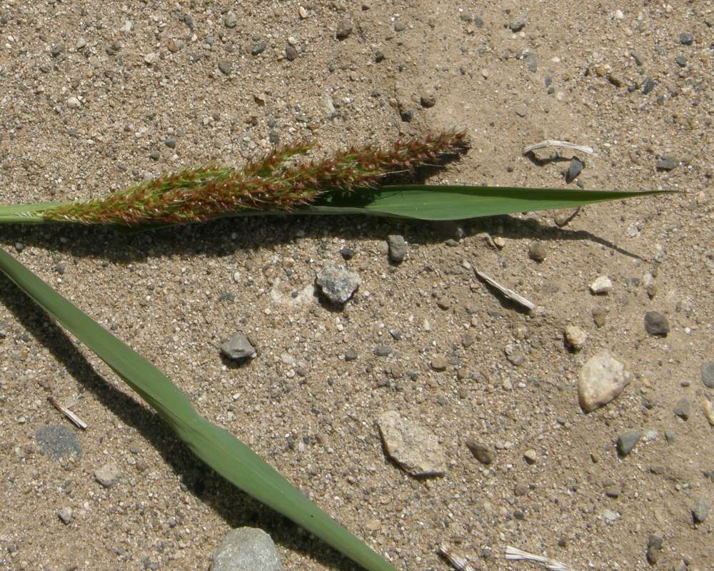 Panicle<br>(Location of Picture: Omak Lake, Washington, USA, 2016)