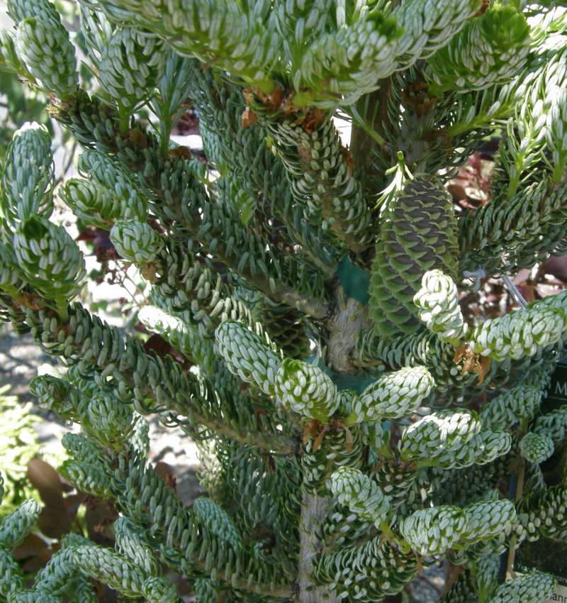 Cone with New Growth<br>(Location of Picture: Shady Creek Nursery, Wa, 2018)