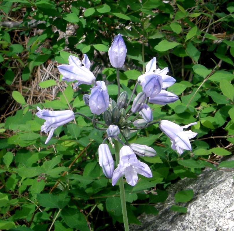 Flower Head<br>(Location of Picture: Okanogan, Wa., USA, 2018)