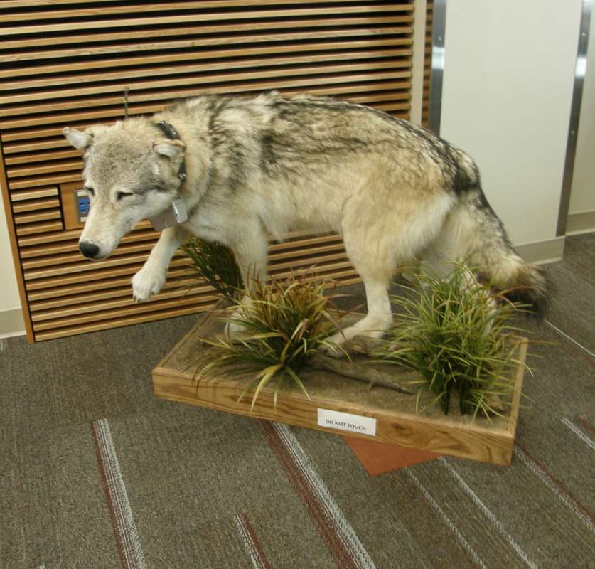 Mnounted Specimen<br>(Location of Picture: Nespelem)
