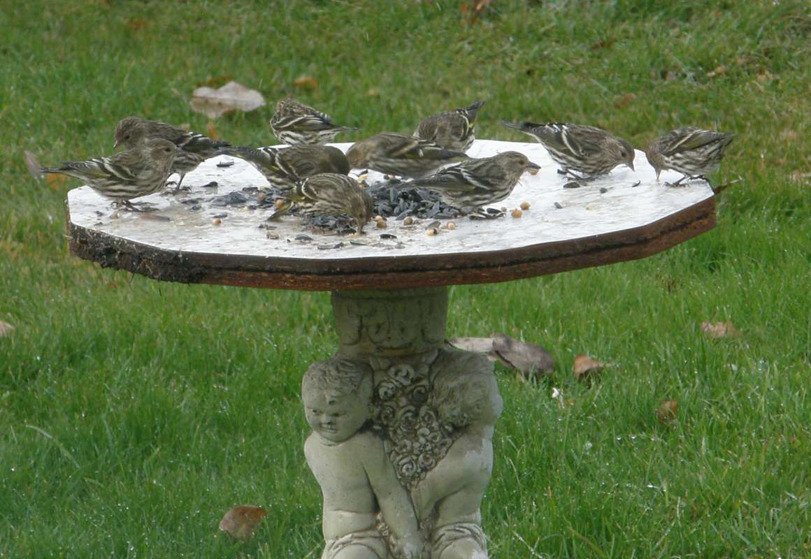 Winter Birds and Females at Feeder<br>(Location of Picture: Okanogan, Washington, USA, 2018)