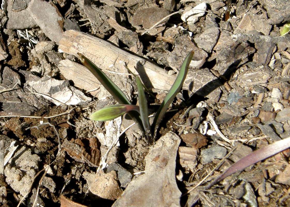 Pre-Bloom<br>(Location of Picture: Okanogan, Wasington, USA, 2018)