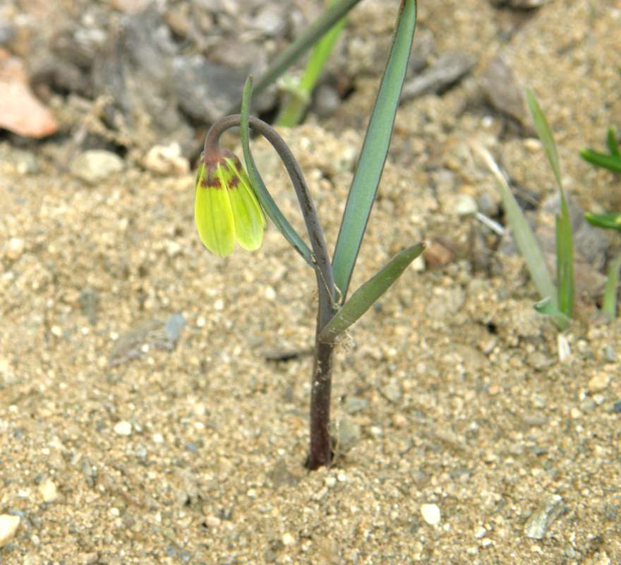 Silhouette - Side View<br>(Location of Picture: Okanogan, Wasington, USA, 2018)