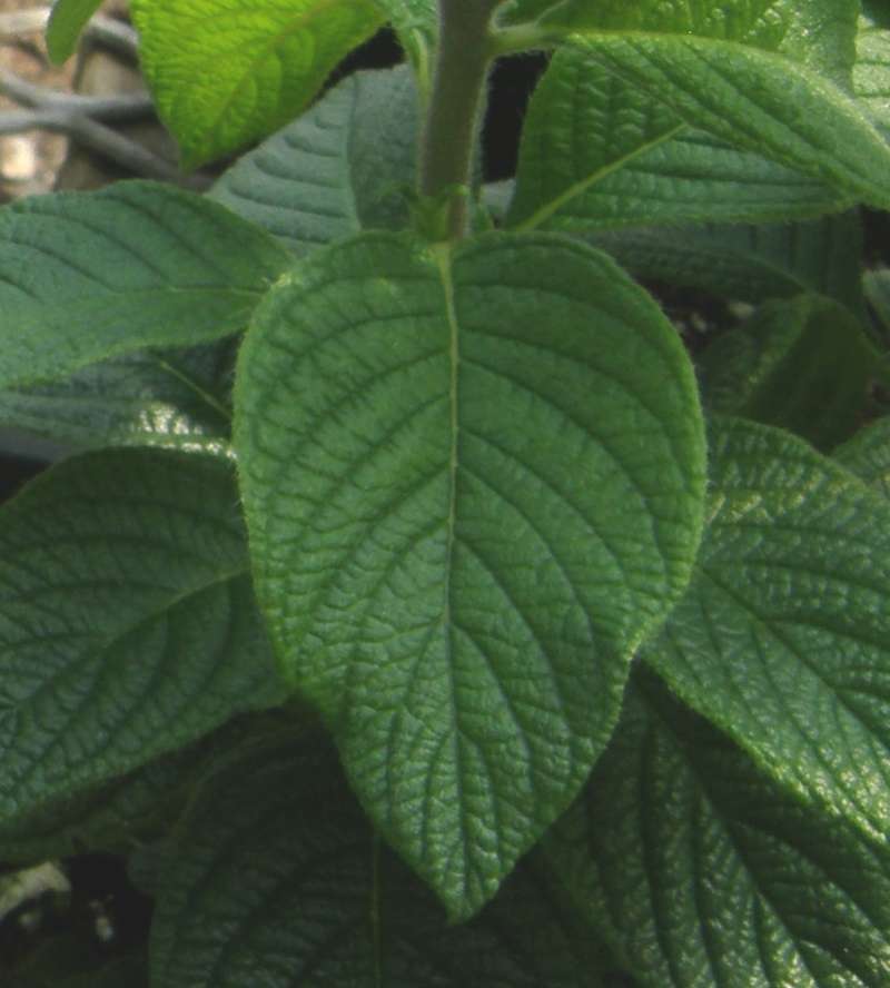 Leaf<br>(Location of Picture: Shady Creek Nursery, Washington,'18)