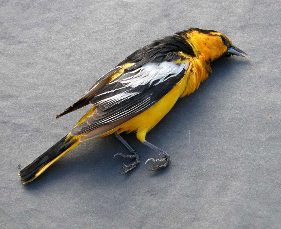 Accidental Window Kill - Side View<br>(Location of Picture: Okanogan, Washington, USA, 2018)