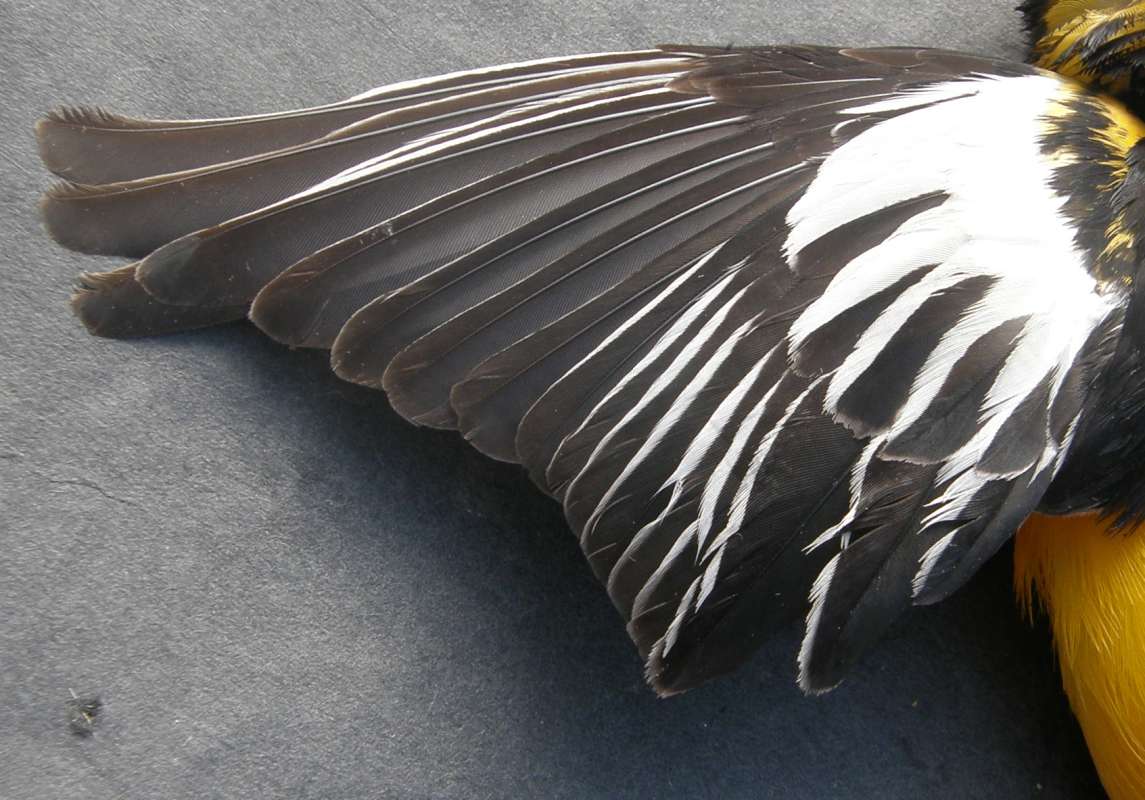 Accidental Window Kill - Wing Dorsal<br>(Location of Picture: Okanogan, Washington, USA, 2018)