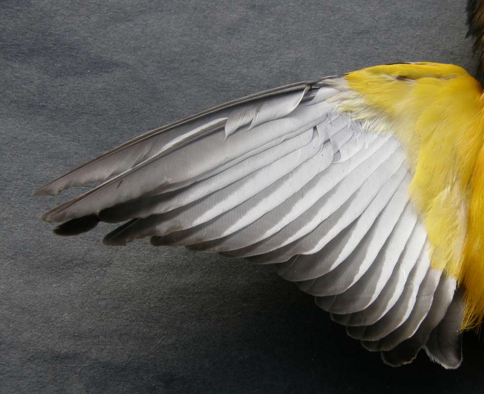 Accidental Window Kill - Wing Vetnral<br>(Location of Picture: Okanogan, Washington, USA, 2018)