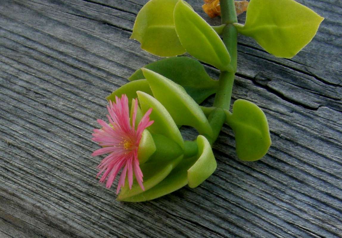 Pink Flower - Side View, Ornamental<br>(Location of Picture: Okanogan, Washignton, 2018)