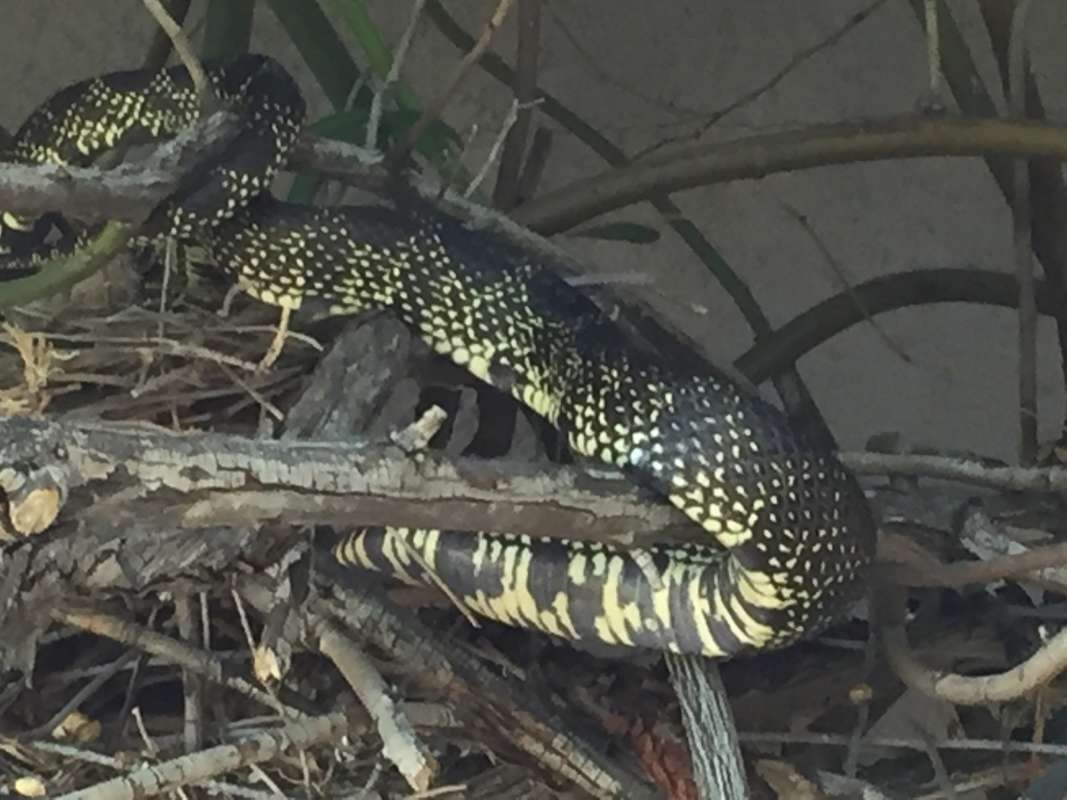 Unknown Subspeciee<br>(Location of Picture: Okanogan, Washington, Pet, 2018)