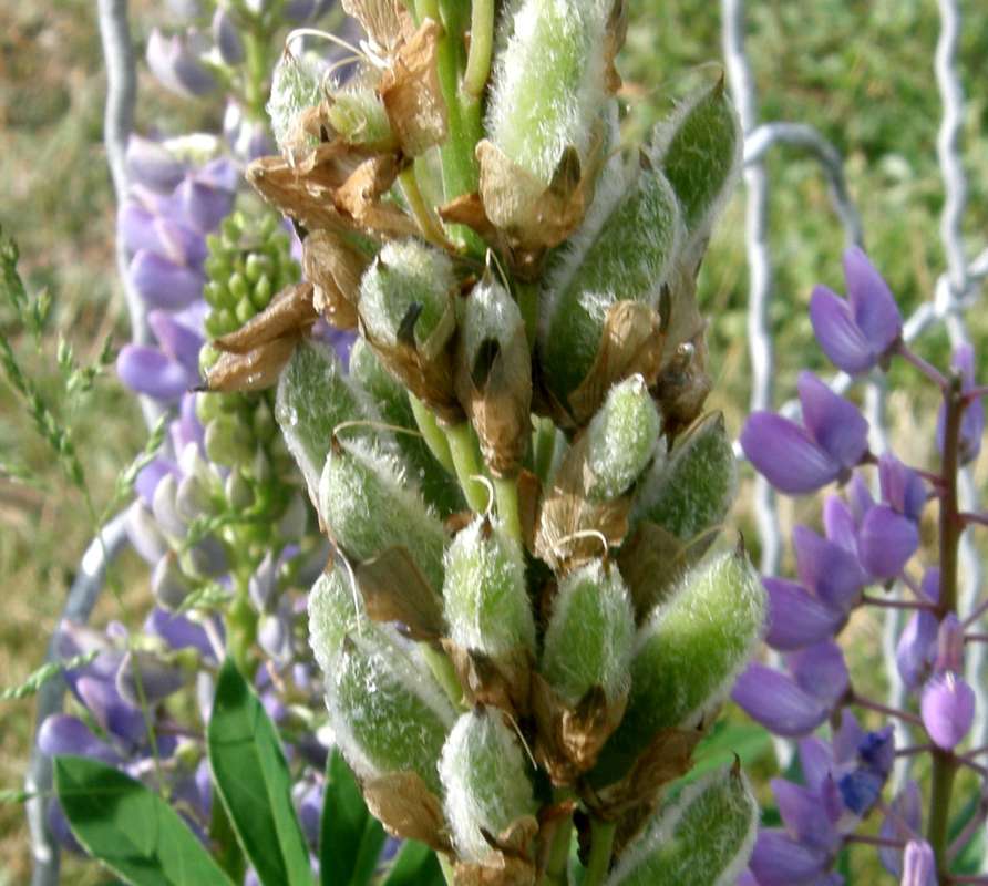 Seed head - Clsoe View<br>(Location of Picture: Okanogan, Washington, USA, 2018)