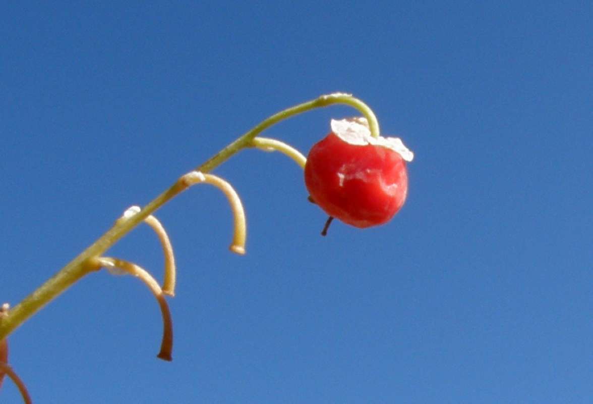 Fruit<br>(Location of Picture: Okanogan, Washington, USA, 2018)