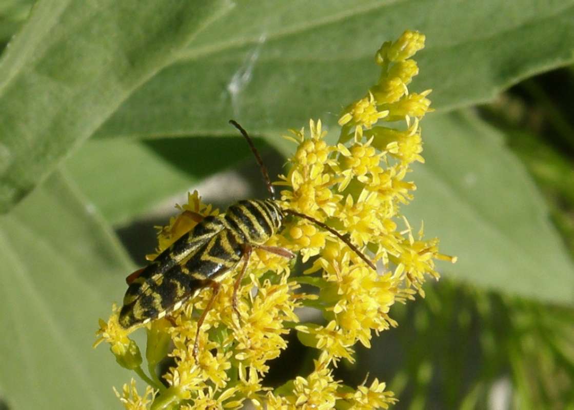 Habitat on Goldenrod - Dorsal View<br>(Location of Picture: Okanogan, Washington, USA, 2018)