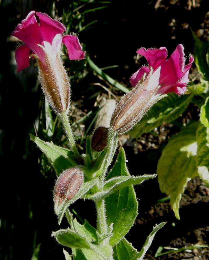 Flower - Side View<br>(Location of Picture: Harts Pass, Washington, USA 2018)