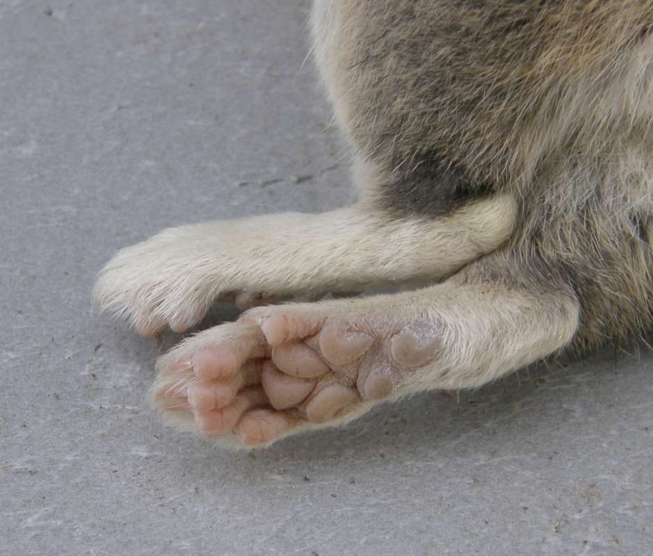 Pads - Rear Legs<br>(Location of Picture: Conconully, Washington, USA, 2018)