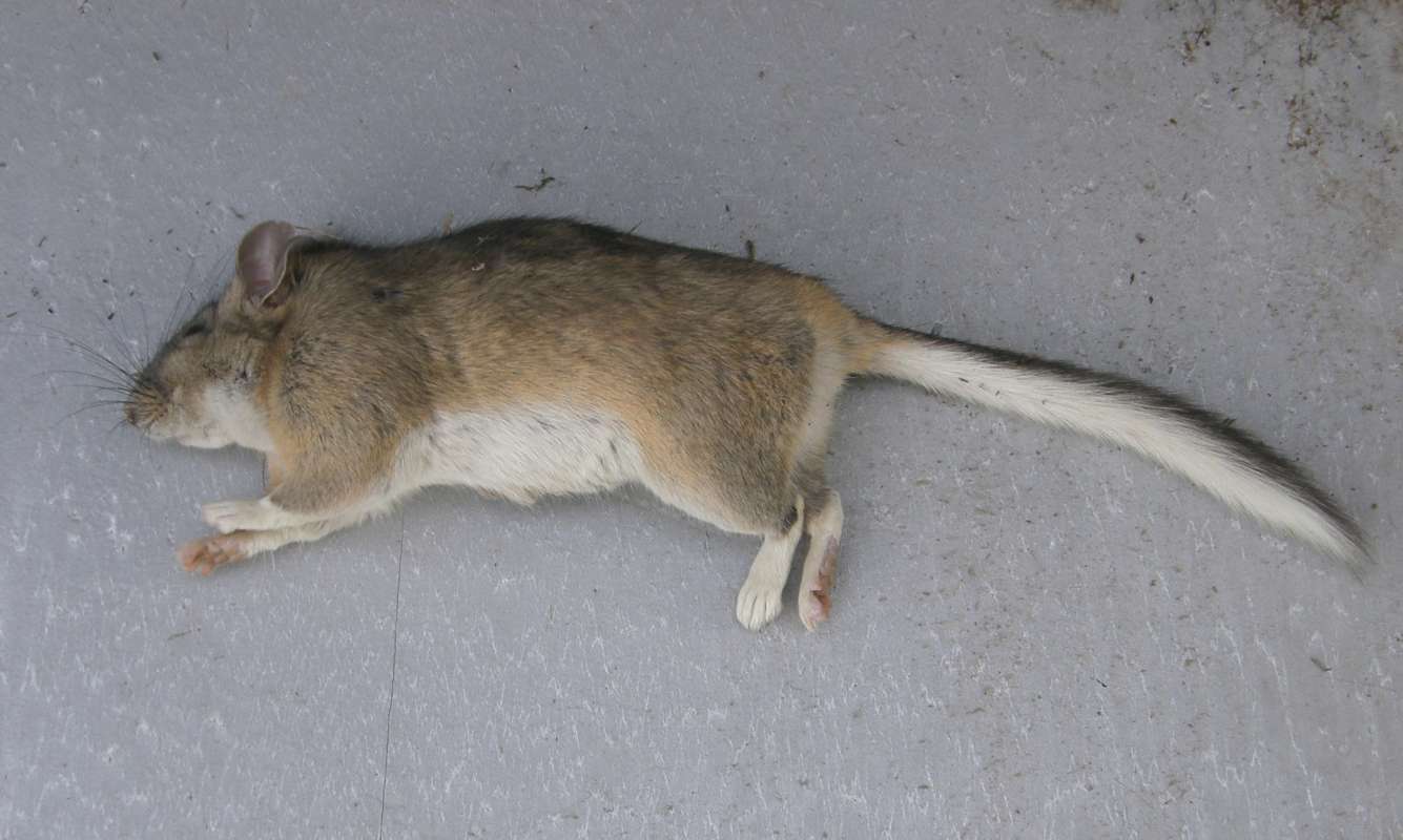 Side View<br>(Location of Picture: Conconully, Washington, USA, 2018)