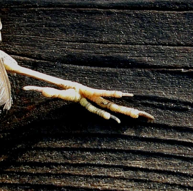 Ventral Foot - Show 3 and 1<br>(Location of Picture: Okanogan, Wa., USA, 2018)