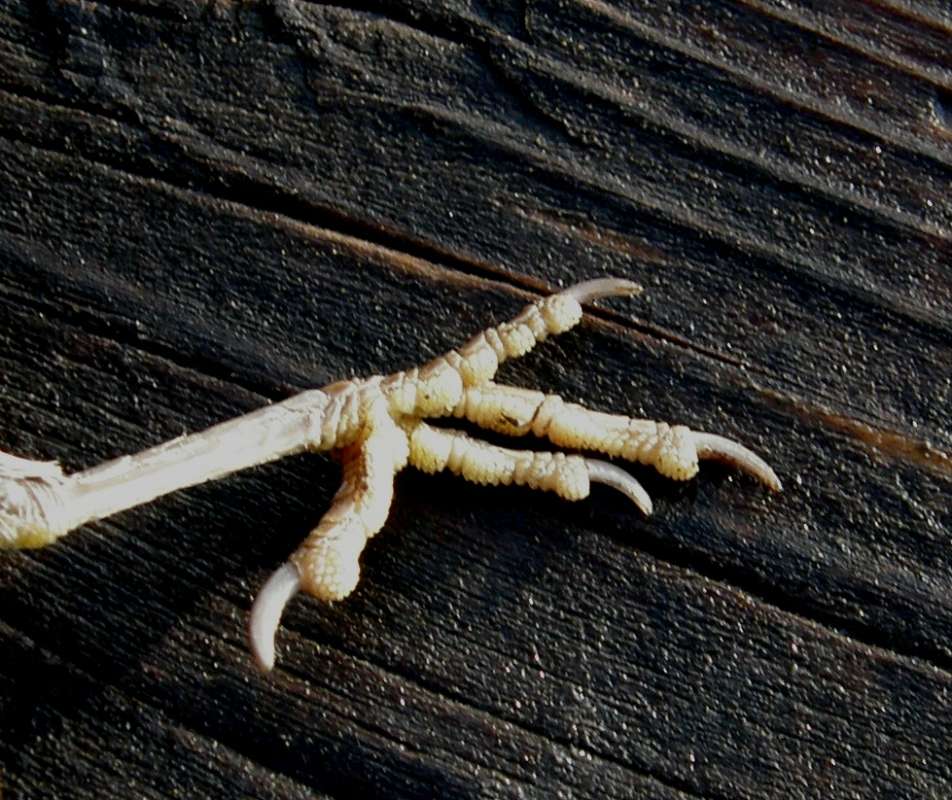 Side View of Foot - Show 3 and 1<br>(Location of Picture: Okanogan, Wa., USA, 2018)