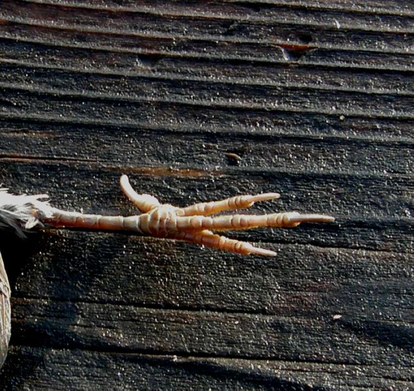 Dorsal Foot - Showing Bendable Joints<br>(Location of Picture: Okanogan, Wa., USA, 2018)