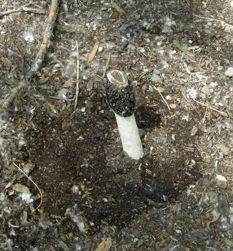 Habitat View<br>(Location of Picture: Okanogan, Washington, USA, 2018)