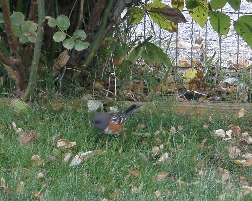 On Lawn<br>(Location of Picture: Okanogan, Washington, USA, 2018)