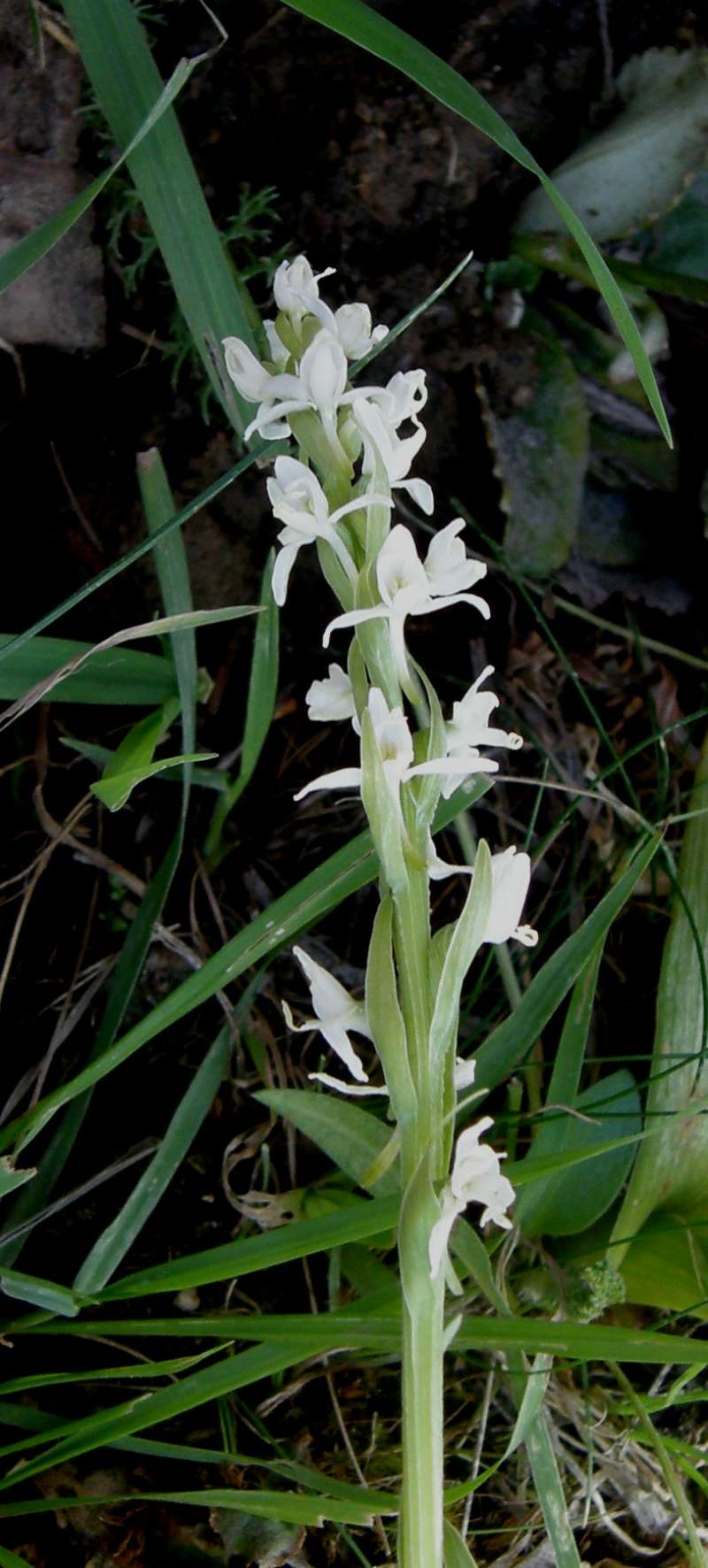Raceme<br>(Location of Picture: Harts Pass, Washingtn, USA, 2018)