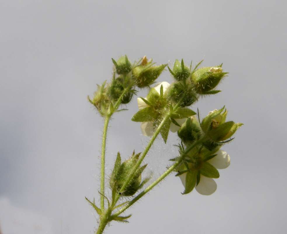 Flowers - Rear View<br>(Location of Picture: Okanogan, Washington, USA, 2018)