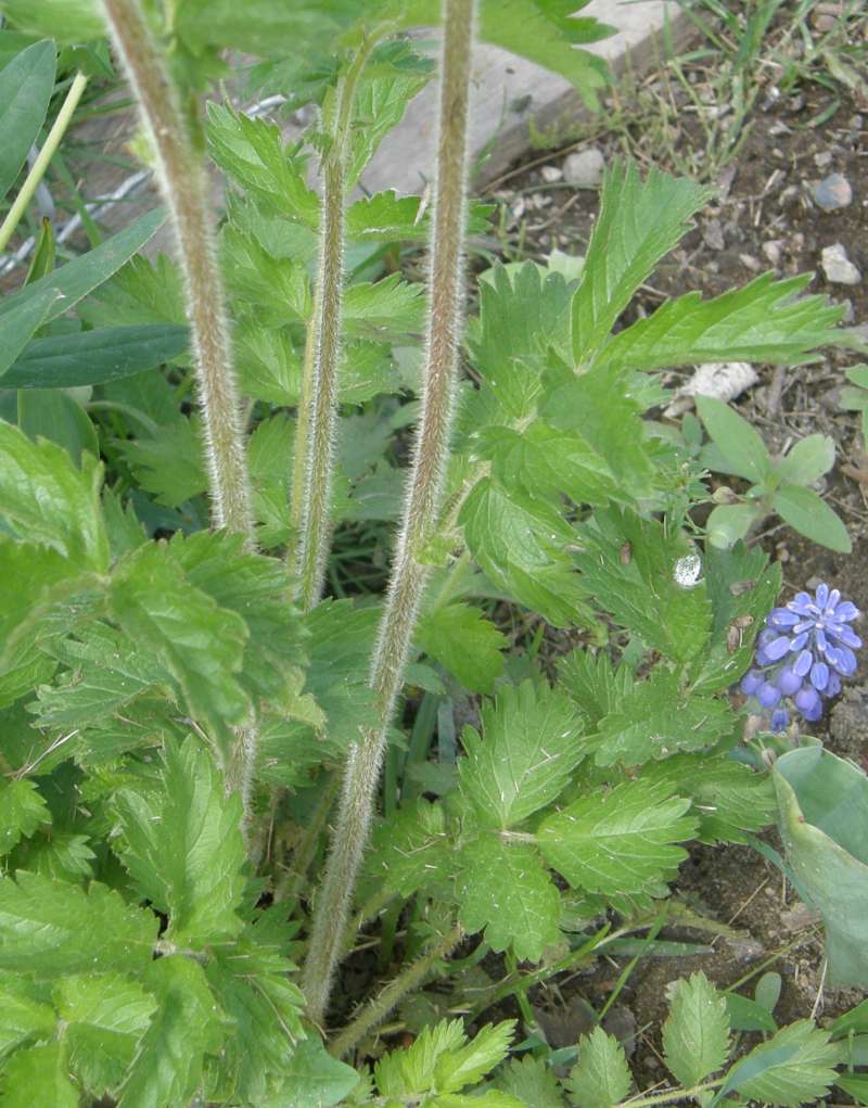 Stems<br>(Location of Picture: Okanogan, Washington, USA, 2018)
