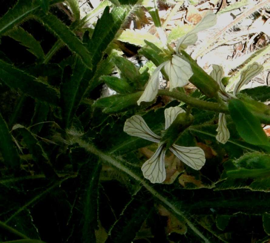 Flower - rear View<br>(Location of Picture: Okanogan, Washington, 2018)