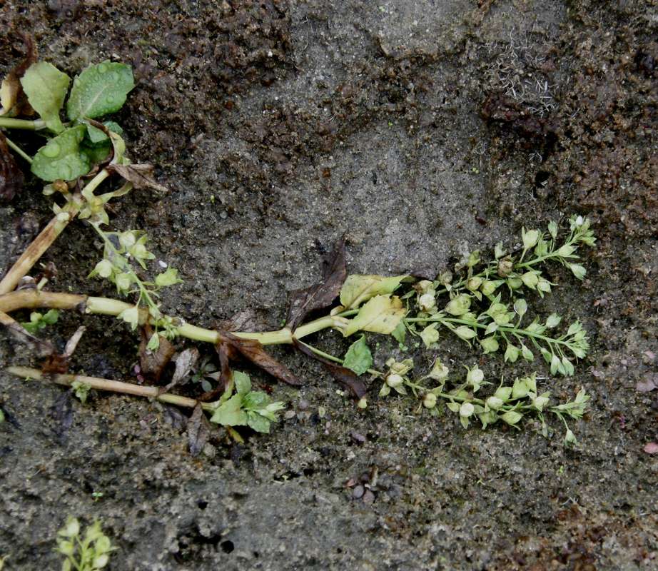 Close view<br>(Location of Picture: Omak Lake, Washington, USA, 2018)