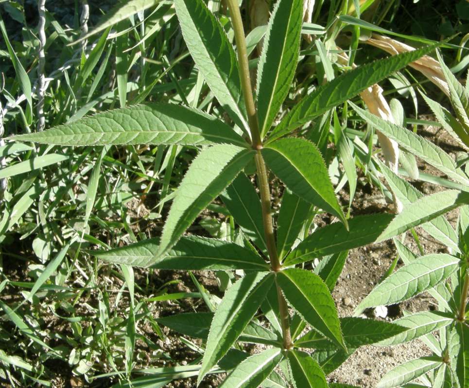 Leaves<br>(Location of Picture: Okanogan, Washingto, USA, 2018)
