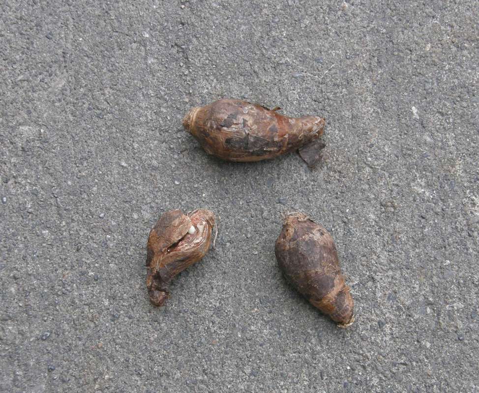 Bulb<br>(Location of Picture: Okanogan, Washington, USA, 2018)