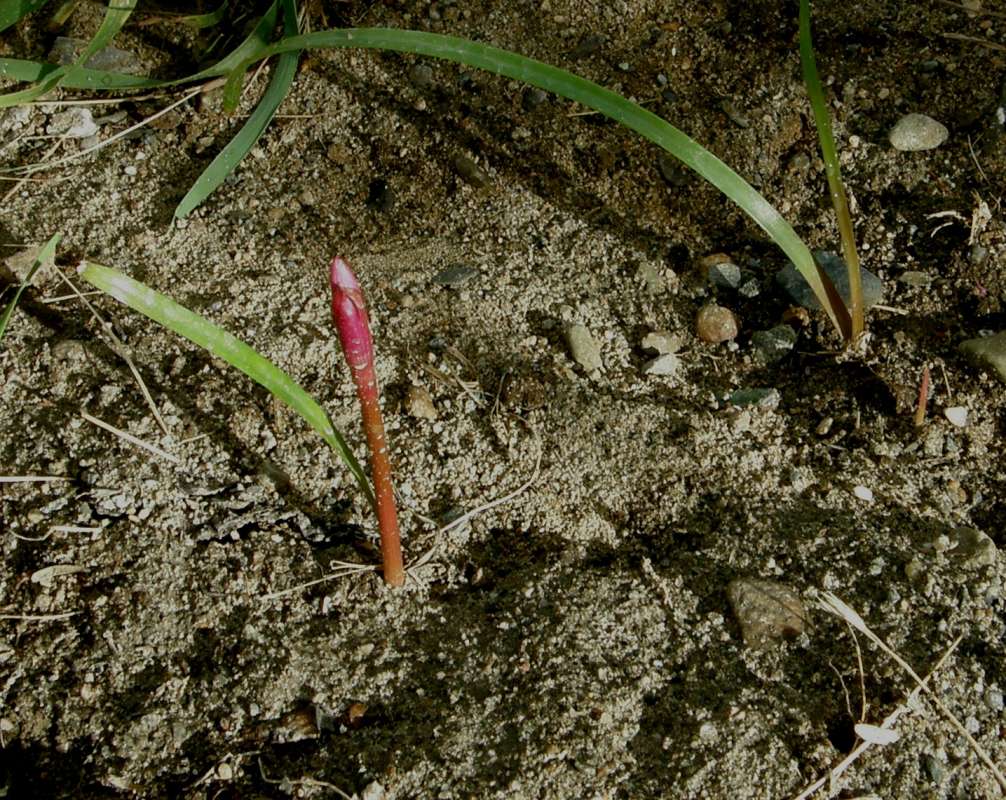 Young Shoot with Leaf<br>(Location of Picture: Okanogan, Washington, USA, 2018)