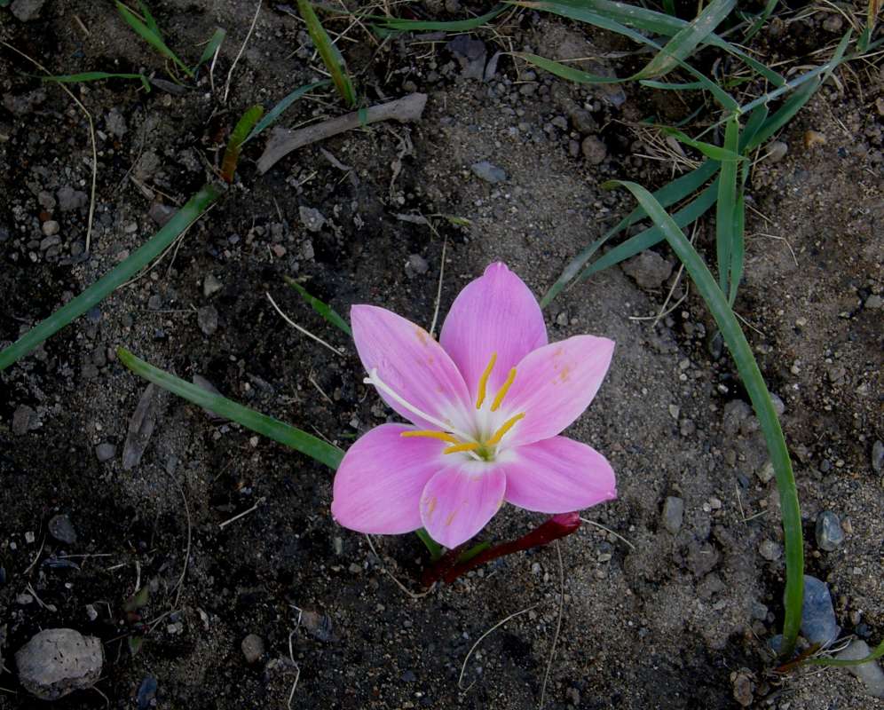 Flower<br>(Location of Picture: Okanogan, Washington, USA, 2018)