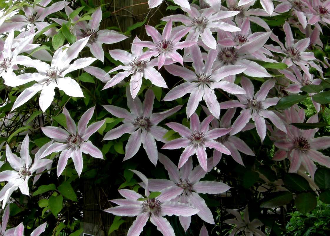 <br>(Location of Picture: Okanogan, Wa. USA, 2019)<br>(Location of Picture: Okanogan, Wa. USA, 2019)