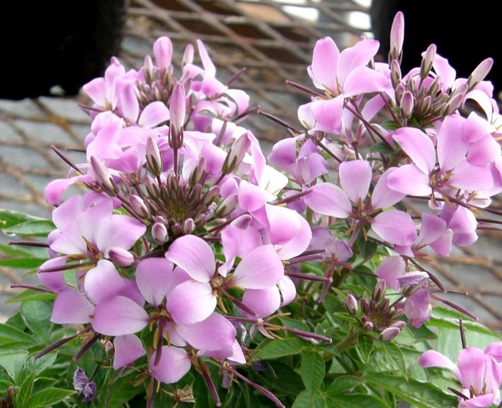 Flowers<br>(Location of Picture: Okanogan, Wa.,USA, 2019)