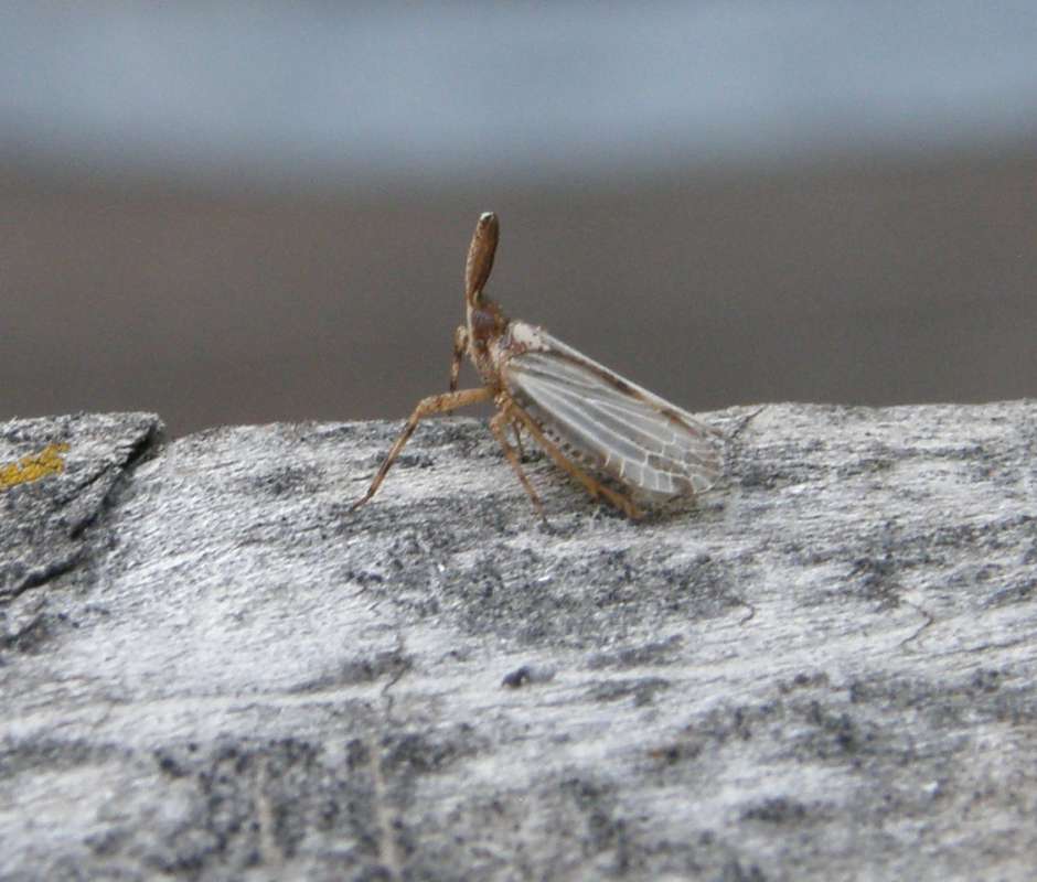 Angle View<br>(Location of Picture: Conconully, Wa., USA, 2019)